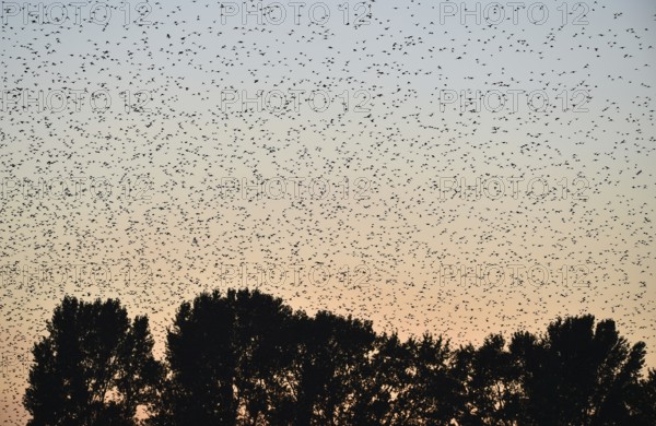 Stare, (Sturnus vulgaris), fliegen bei Sonnenaufgang auf dem Darß, Mecklenburg-Vorpommern,