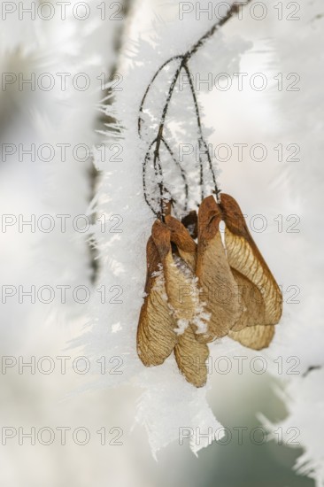Ice crystals from roarfrost on Amur maple (Acer tataricum subsp. ginnala) seeds at sunshine in