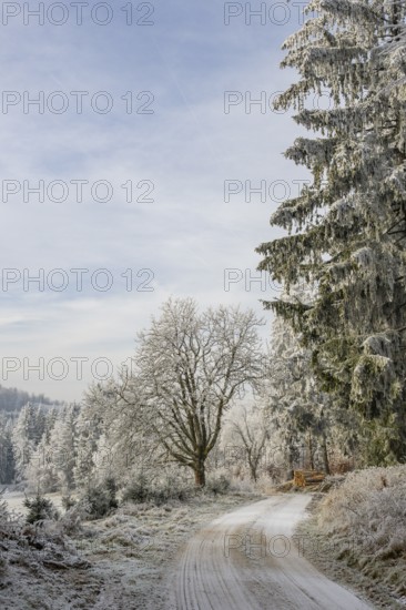 Forest road going through a beautiful landscape with forest, meadows and bushes, white from