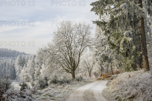 Forest road going through a beautiful landscape with forest, meadows and bushes, white from