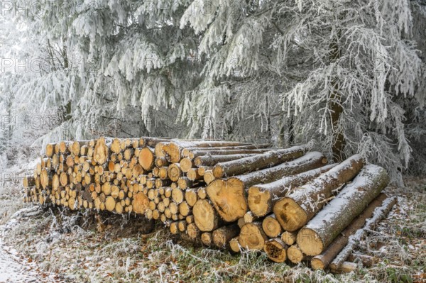 Piled up felled tree trunks in a forest white from roarfrost on a sunny day in winter, Bavaria,