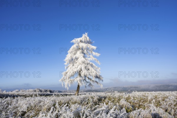 European larch (Larix decidua) with hoarfrost on the branches standing on a meadow on a sunny day
