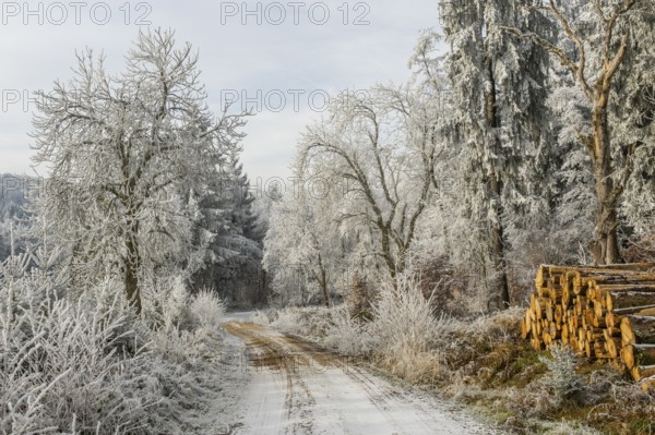 Piled up felled tree trunks beside a forest road going through a mixed forest white from roarfrost