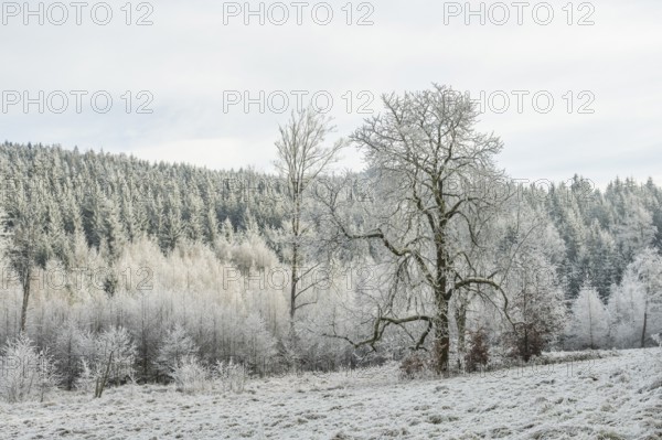 Meadow in a valley surrounded by a mixed forest with norway spruce (Picea abies) and European beech