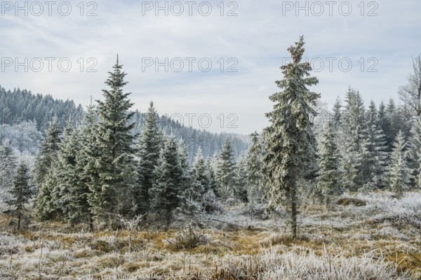Valley surrounded by a mixed forest with young norway spruce (Picea abies) trees covered white from
