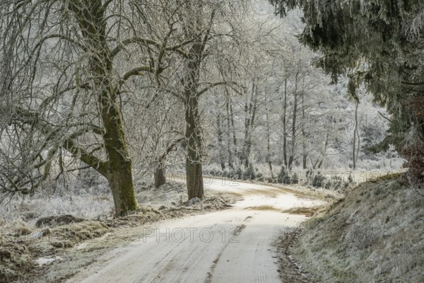 Forest road going through a beautiful landscape with forest, meadows and bushes, white from