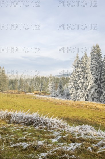 Meadow in a valley surrounded by a mixed forest with norway spruce (Picea abies) and European beech