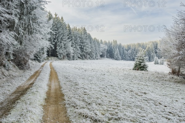 Forest road going through a beautiful landscape with forest, meadows and bushes, white from