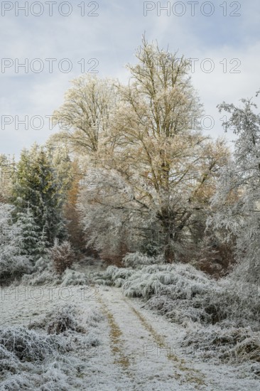 Forest road going through a beautiful landscape with forest, meadows and bushes, white from