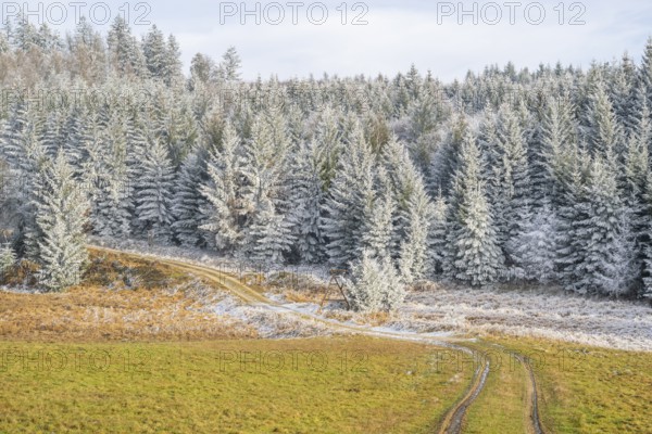 Forest road going through a beautiful landscape with forest, meadows and bushes, white from