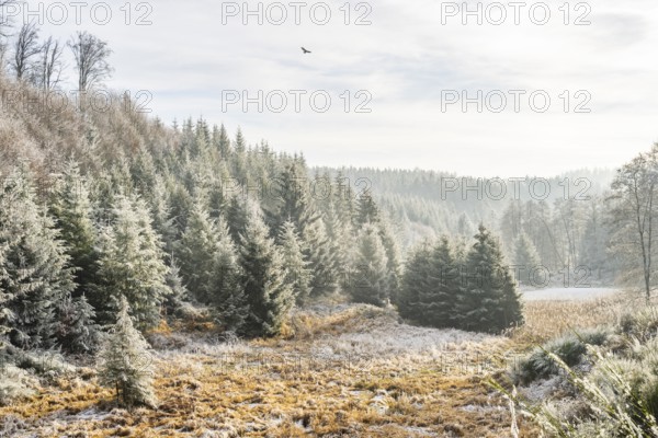 Valley surrounded by a mixed forest with young norway spruce (Picea abies) trees covered white from