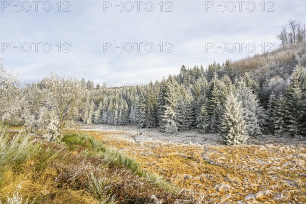 Valley with a small stream surrounded by a mixed forest with young norway spruce (Picea abies)
