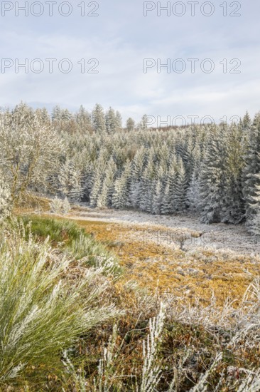 Valley with a small stream surrounded by a mixed forest with young norway spruce (Picea abies)