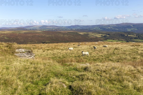 Sheep grazing on moorland at top of Pupers Hill, near Hayford, Buckfastleigh, Dartmoor national