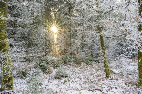Mixed forest with norway spruce (Picea abies) and European beech (Fagus sylvatica) white from