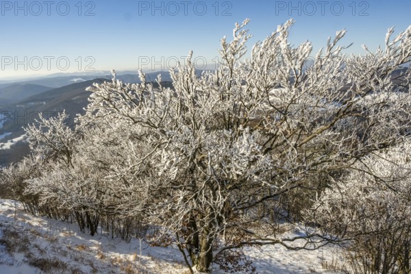 European beech (Fagus sylvatica) trees in a forest with hoarfrost on the branches in winter, Vápec,