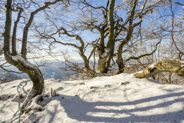 European beech (Fagus sylvatica) trees in a forest with hoarfrost on the branches in winter, Vápec,