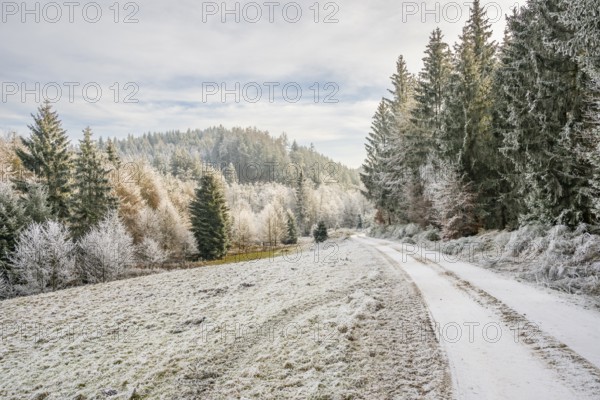 Forest road going through a beautiful landscape with forest, meadows and bushes, white from