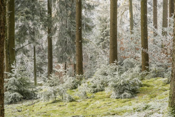 Mixed forest with norway spruce (Picea abies) and European beech (Fagus sylvatica) white from