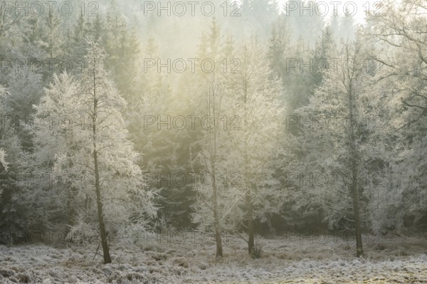 Common alder (Alnus glutinosa) growing in a valley with e litle stream in the middle, white from