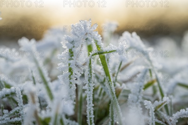 Ice crystals from roarfrost on grass blades in winter, Bavaria, Germany