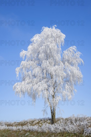 Silver birch (Betula pendula) standing on a meadow with hoarfrost on the branches in front of blue