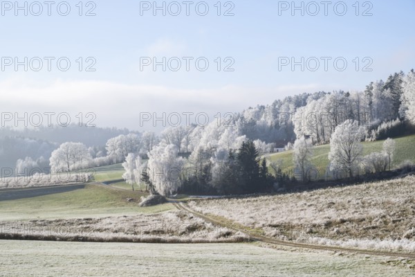 Landscape of trees, bushes and meadows with hoarfrost on the branches in front of blue sky at