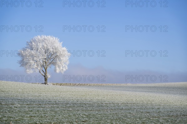 Silver lime tree (Tilia tomentosa) with hoarfrost on the branches standing on a meadow on a sunny