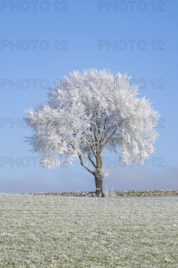 Silver lime tree (Tilia tomentosa) with hoarfrost on the branches standing on a meadow on a sunny