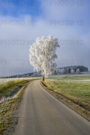 Silver birch (Betula pendula) standing beside a road with hoarfrost on the branches at sunshine in