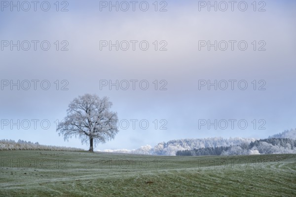 English oak (Quercus robur) tree with hoarfrost on the branches on a meadow in winter, Bavaria,