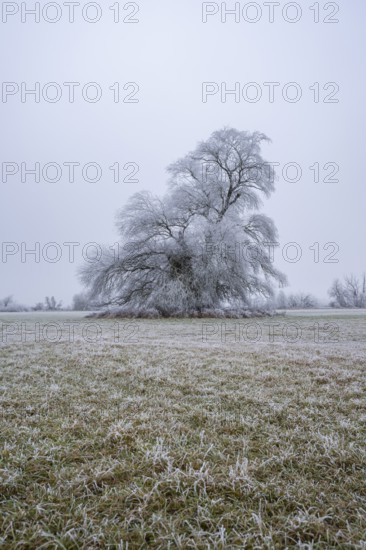 Eastern crack-willow (Salix euxina) standing on a meadow with hoarfrost on the branches in winter,