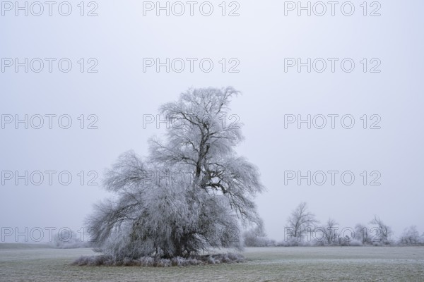 Eastern crack-willow (Salix euxina) standing on a meadow with hoarfrost on the branches in winter,