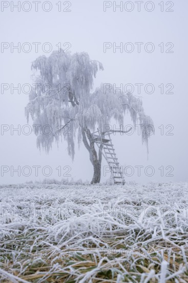 Silver birch (Betula pendula) with a raised hide in a meadow with hoarfrost on the branches in