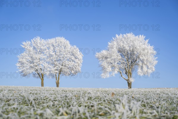 Silver lime trees (Tilia tomentosa) with hoarfrost on the branches standing on a meadow on a sunny