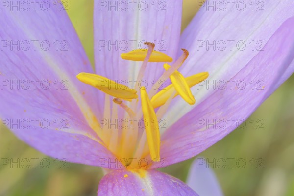 Autumn crocus (Colchicum autumnale), flower with yellow stamens, detail of stamens, wet meadow,