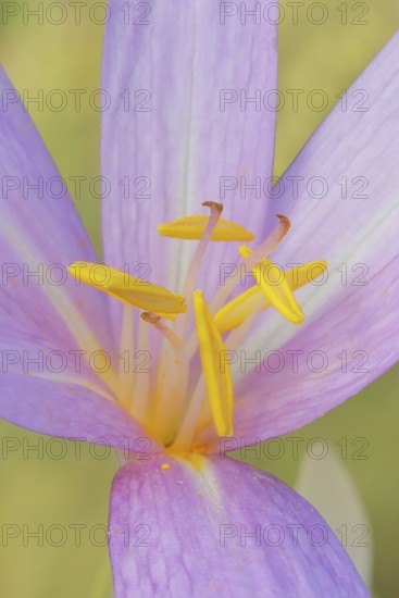 Autumn crocus (Colchicum autumnale), flower with yellow stamens, detail of stamens, wet meadow,