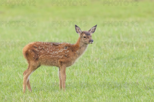 Deer calf (Cervus elaphus) standing in a meadow, wildlife, mammal, Forsthaus Hohenroth on the