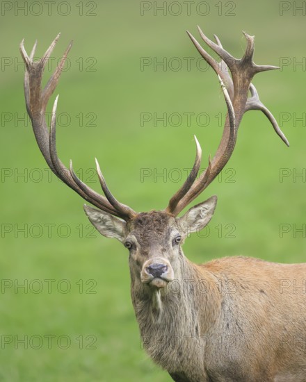 Red deer (Cervus elaphus), head portrait, wildlife, mammal, Forsthaus Hohenroth on the