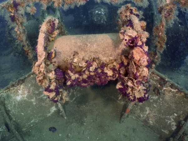 Winch on a wreck, overgrown with algae and sea life. Dive site wreck of the Vis, Pula, Croatia,