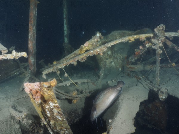 Photograph from inside a rusty wreck under water. A Phycis phycis (Phycis phycis) escapes into the