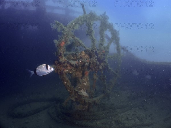 Algae-covered steering wheel of a wreck in the ocean, with passing fish. Dive site wreck of the