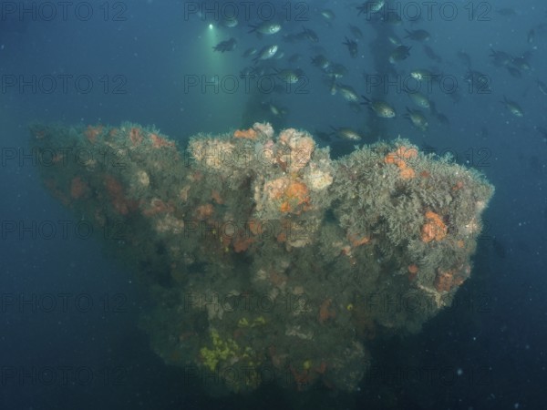 The railing of a shipwreck overgrown with algae and sponges, surrounded by a school of fish in the