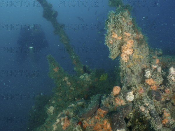 Diver explores sponges and algae on an old shipwreck under water. Dive site wreck of the Giuseppe