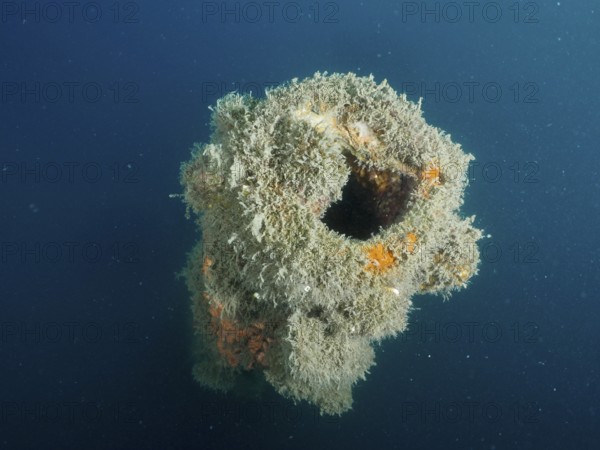 Mouth of a cannon overgrown with algae in blue sea water. Dive site wreck of the Giuseppe Dezza,