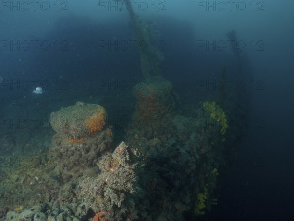 Underwater image of a coral-covered shipwreck in murky surroundings. Dive site wreck of the Baron