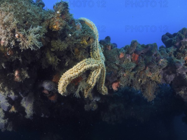 Underwater shot with starfish on a wreck in front of a blue background. Dive site wreck of the