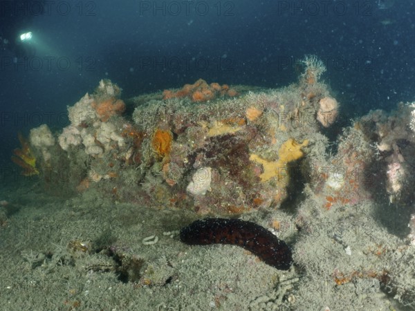Dark underwater shot with a sea cucumber on a shipwreck. Dive site wreck of the Giuseppe Dezza,