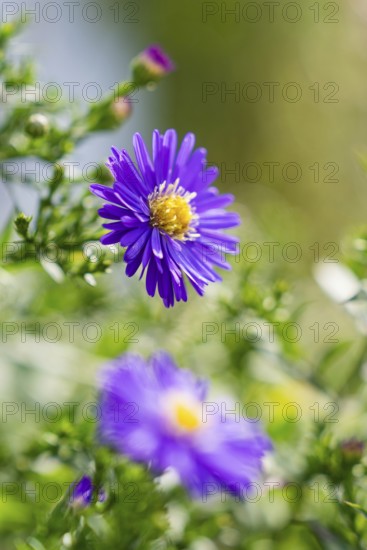 Close-up of a purple flower with a yellow centre in a green garden, Tesla Model Y Juniper,