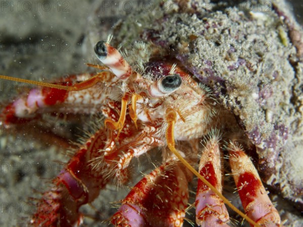 Detailed close-up view of Red Hermit Crab (Dardanus calidus) on the seabed. Dive site House Reef,